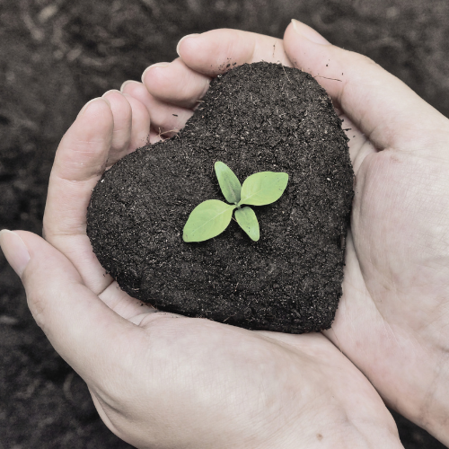 hands holding seedling color